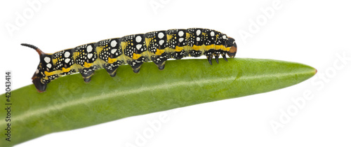 Foto: Spurge Hawk, Hyles Euphorbiae, caterpillar Spurge Hawk, Hyles Euphorbiae, caterpillar