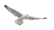 European Herring Gull, Larus argentatus, 4 years old, flying