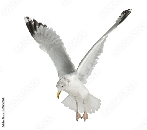 Foto: European Herring Gull, Larus argentatus, 4 years old, flying European Herring Gull, Larus argentatus, 4 years old, flying