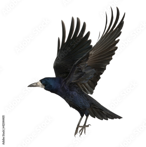 Photo: Rook, Corvus frugilegus, 3 years old, flying Rook, Corvus frugilegus, 3 years old, flying
