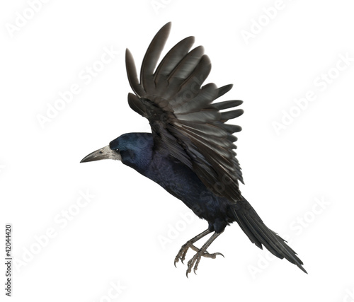 Photo: Rook, Corvus frugilegus, 3 years old, flying Rook, Corvus frugilegus, 3 years old, flying