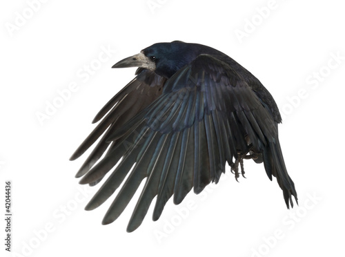 Foto: Rook, Corvus frugilegus, 3 years old, flying Rook, Corvus frugilegus, 3 years old, flying