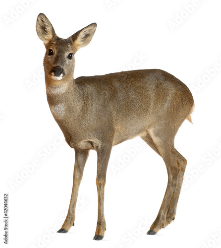 Foto: European Roe Deer, Capreolus capreolus, 3 years old European Roe Deer, Capreolus capreolus, 3 years old