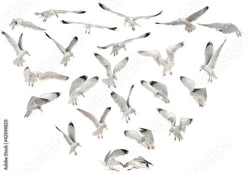 Photo: European Herring Gulls, Larus argentatus, 4 years old, flying European Herring Gulls, Larus argentatus, 4 years old, flying
