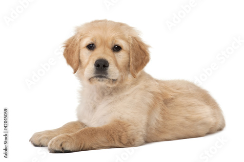 Photo: Golden Retriever puppy, 2 months old, lying Golden Retriever puppy, 2 months old, lying