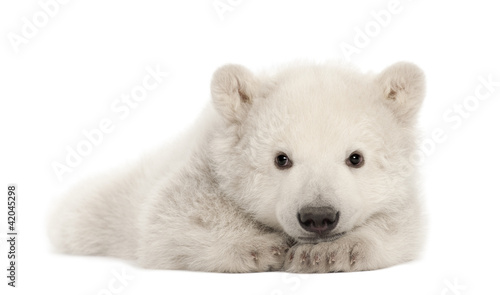 Photo: Polar bear cub, Ursus maritimus, 3 months old Polar bear cub, Ursus maritimus, 3 months old