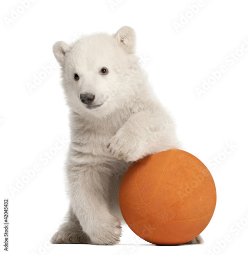 Photo: Polar bear cub, Ursus maritimus, 3 months old Polar bear cub, Ursus maritimus, 3 months old