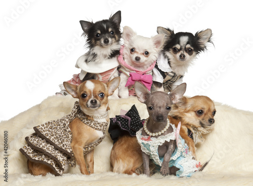 Foto: Chihuahua puppies and adults in clothing sitting Chihuahua puppies and adults in clothing sitting