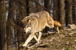 Timberwolf oder Amerikanischer Grauwolf (Canis lupus lycaon)