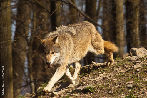 Photo: Timberwolf oder Amerikanischer Grauwolf (Canis lupus lycaon) Timberwolf oder Amerikanischer Grauwolf (Canis lupus lycaon)