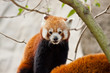 Kleine Panda (Ailurus fulgens)