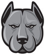 pit bull head (pit bull terrier)