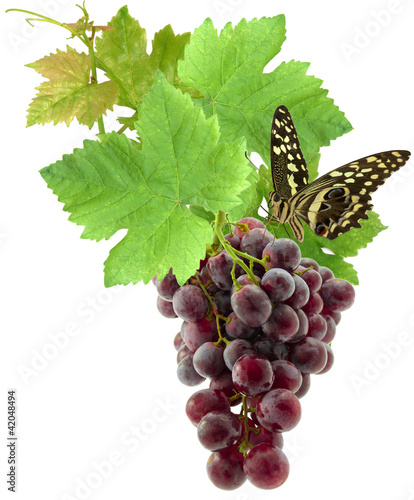 Photo: papillon sur grappe de raisin papillon sur grappe de raisin
