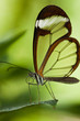 Glasflügelfalter (Greta oto)
