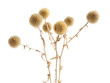 Dried prickly plant isolated on the white