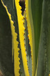 Huge leaf cactus