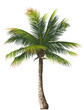 Palm