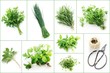 Set of Garden Herbs