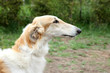 Russian borzoi dog portrait