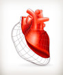 Vector: Heart structure Heart structure