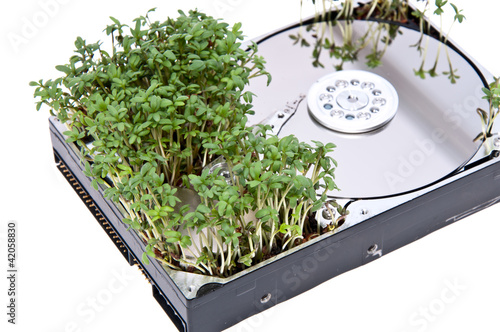 Photo: Hard disk drive with Garden Cress Hard disk drive with Garden Cress