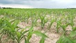 Video: cornfield cornfield