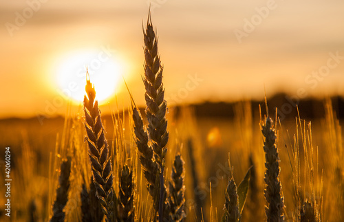 Photo: Wheat Stalk silhouette Wheat Stalk silhouette