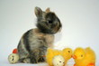 Junges Kaninchen