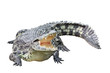 Crocodile isolated on white background