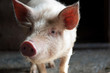 Funny pig face