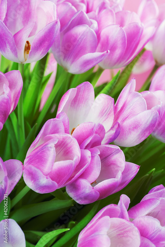 Foto: Pink tulips Pink tulips