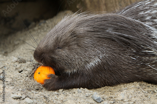 Foto: Gewöhnliches Stachelschwein Gewöhnliches Stachelschwein
