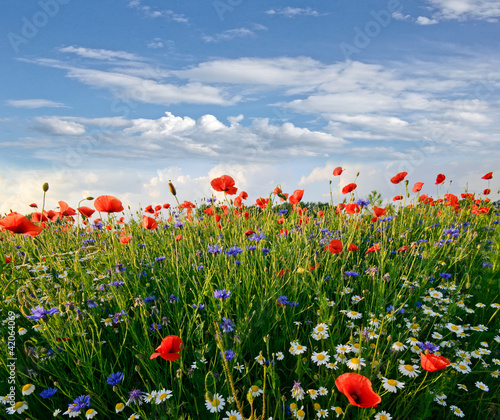 Foto: Frühlingswiese mit Margeriten, Kornblumen und Klatschmohn Frühlingswiese mit Margeriten, Kornblumen und Klatschmohn