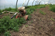 Potager