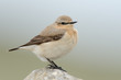 Steinschmätzer, Northern wheatear, Oenanthe oenanthe