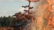 Video: video weihnachtsbaum brennend I video weihnachtsbaum brennend I
