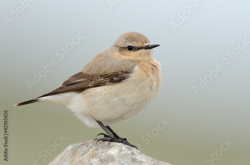 Foto: Steinschmätzer, Northern wheatear, Oenanthe oenanthe Steinschmätzer, Northern wheatear, Oenanthe oenanthe