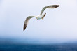 Foto: Möwe im Regen Möwe im Regen
