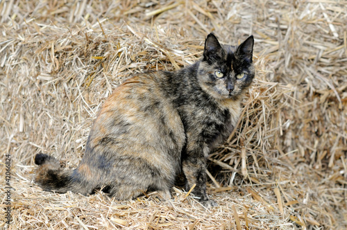 Photo: Katze im Stall Katze im Stall