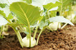 Kohlrabi, German turnip