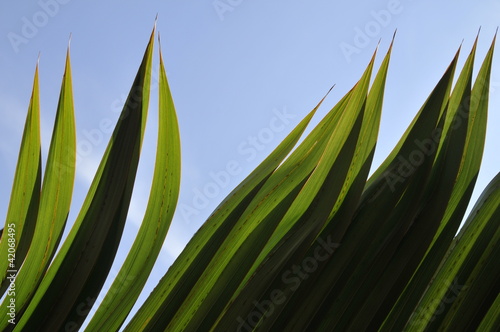 Photo: Beautiful green foliage Beautiful green foliage