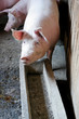 Pigs in the piggery