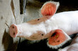 Pig portrait