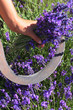 raccolta lavanda provenza