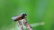 Video: Fliege Fliege