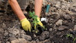 Video: Planting in the garden Planting in the garden