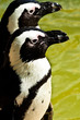 Brillenpinguin (Spheniscus demersus)