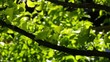 Ginkgo Baum