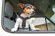 Jack Russell Terrier
