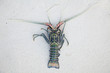 Langouste